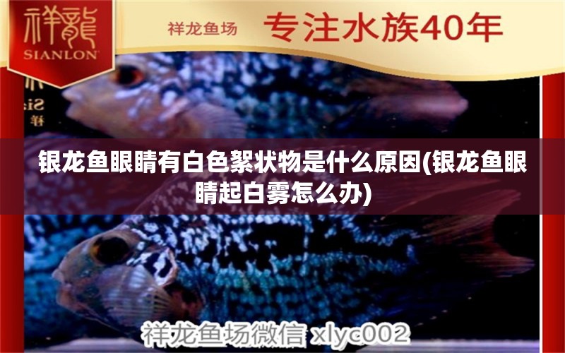 銀龍魚眼睛有白色絮狀物是什么原因(銀龍魚眼睛起白霧怎么辦) 銀龍魚