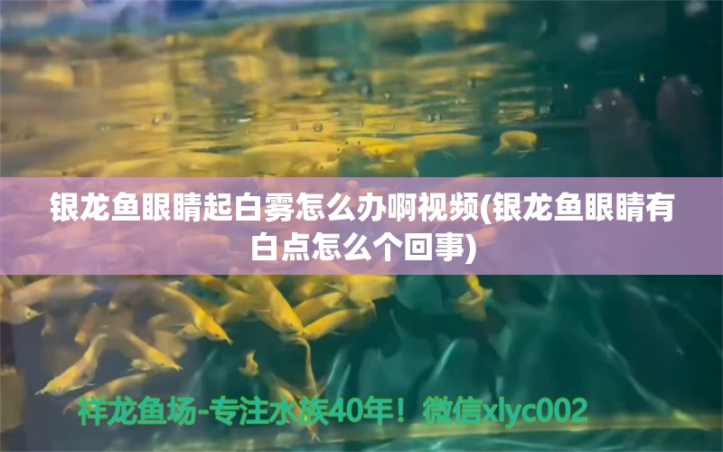 銀龍魚眼睛起白霧怎么辦啊視頻(銀龍魚眼睛有白點怎么個回事)