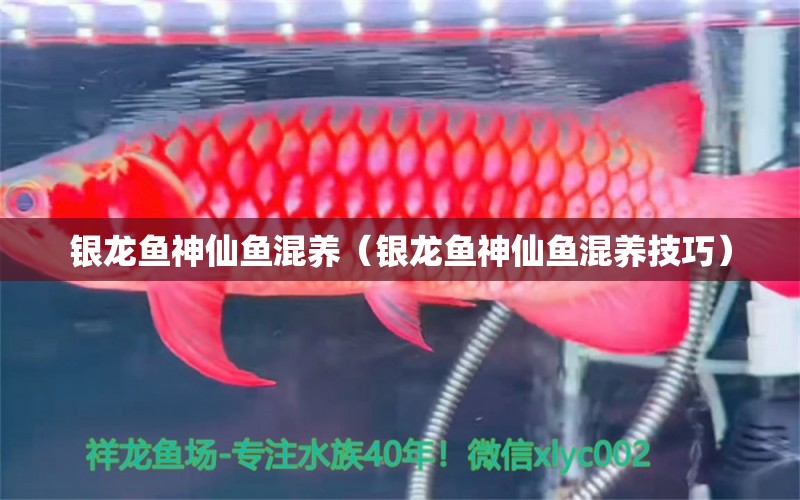 銀龍魚(yú)神仙魚(yú)混養(yǎng)（銀龍魚(yú)神仙魚(yú)混養(yǎng)技巧）