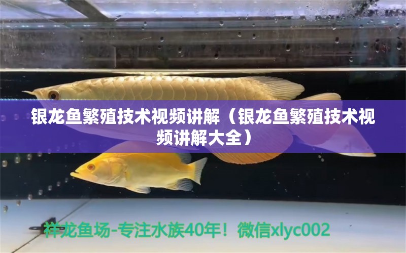 銀龍魚繁殖技術(shù)視頻講解（銀龍魚繁殖技術(shù)視頻講解大全） 銀龍魚