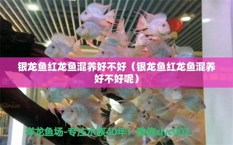 銀龍魚紅龍魚混養(yǎng)好不好（銀龍魚紅龍魚混養(yǎng)好不好呢）