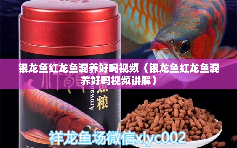 銀龍魚紅龍魚混養(yǎng)好嗎視頻（銀龍魚紅龍魚混養(yǎng)好嗎視頻講解）