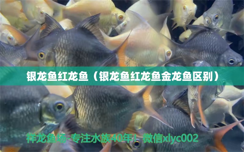 銀龍魚紅龍魚（銀龍魚紅龍魚金龍魚區(qū)別） 銀龍魚