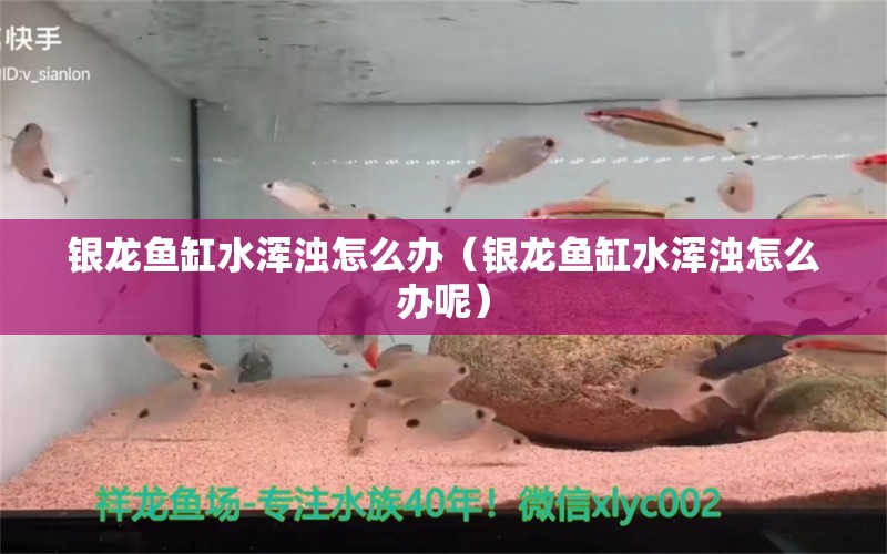 銀龍魚(yú)缸水渾濁怎么辦（銀龍魚(yú)缸水渾濁怎么辦呢）