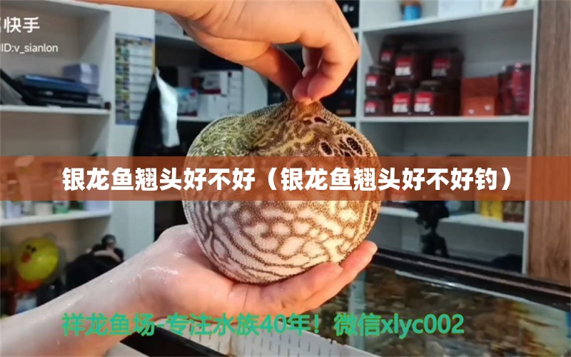 銀龍魚翹頭好不好（銀龍魚翹頭好不好釣）