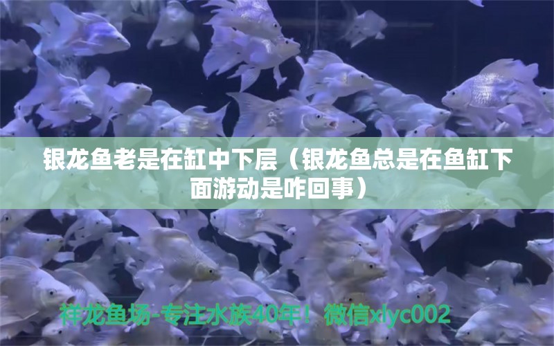 銀龍魚老是在缸中下層（銀龍魚總是在魚缸下面游動(dòng)是咋回事） 觀賞魚批發(fā)