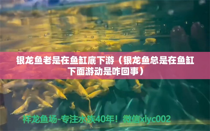 銀龍魚(yú)老是在魚(yú)缸底下游（銀龍魚(yú)總是在魚(yú)缸下面游動(dòng)是咋回事） 雪龍魚(yú)