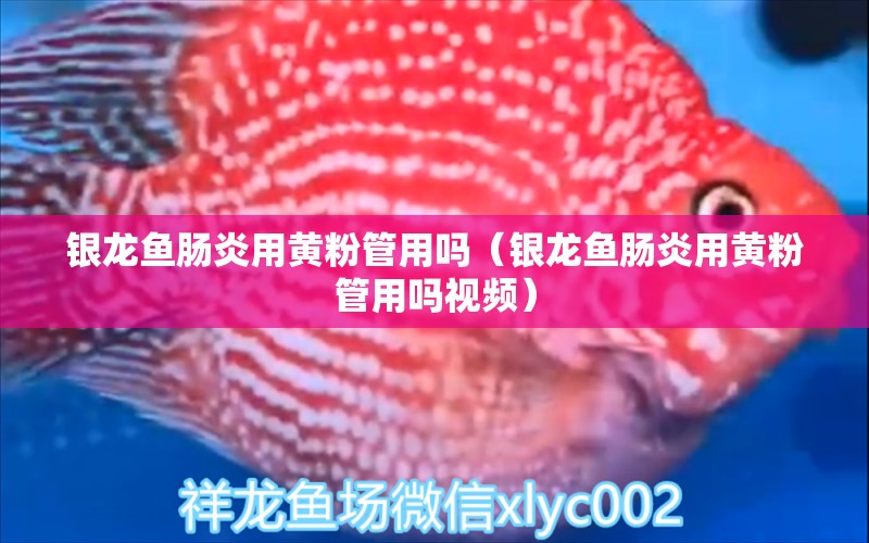 銀龍魚腸炎用黃粉管用嗎（銀龍魚腸炎用黃粉管用嗎視頻） 銀龍魚