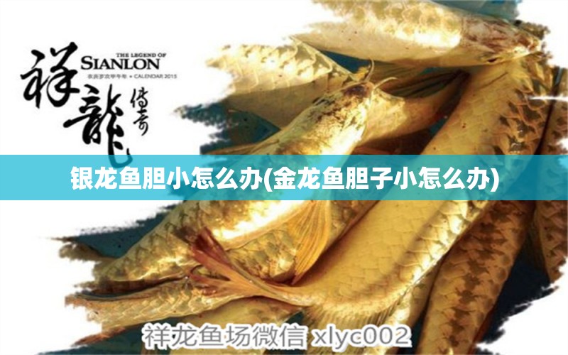 銀龍魚膽小怎么辦(金龍魚膽子小怎么辦) 銀龍魚百科 第2張