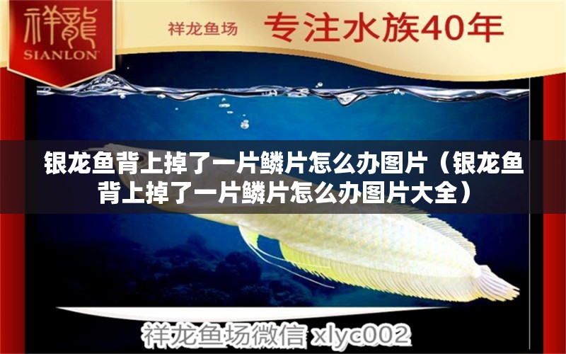 銀龍魚背上掉了一片鱗片怎么辦圖片（銀龍魚背上掉了一片鱗片怎么辦圖片大全）