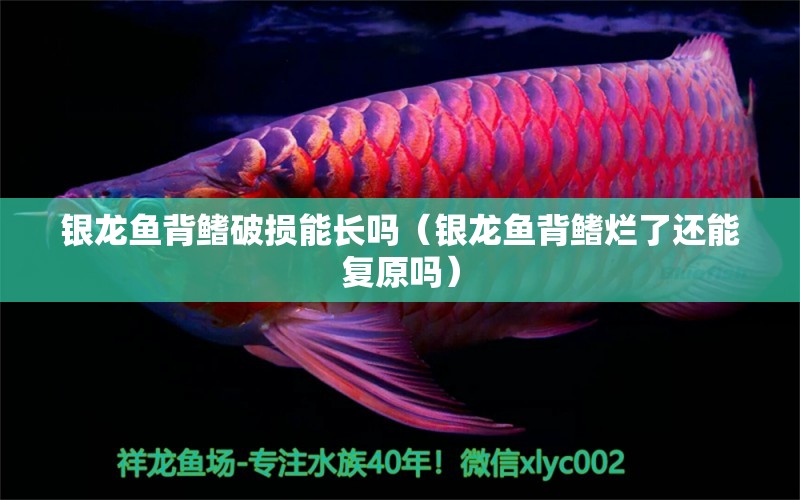 銀龍魚背鰭破損能長嗎（銀龍魚背鰭爛了還能復(fù)原嗎）