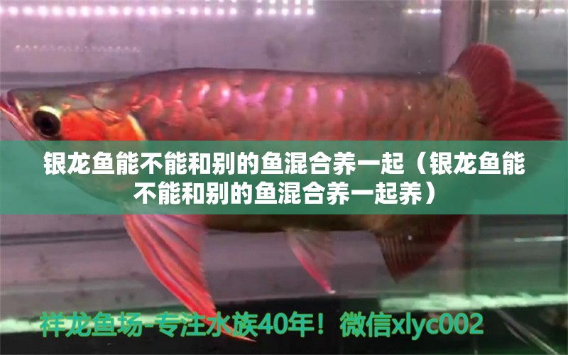 銀龍魚能不能和別的魚混合養(yǎng)一起（銀龍魚能不能和別的魚混合養(yǎng)一起養(yǎng)）