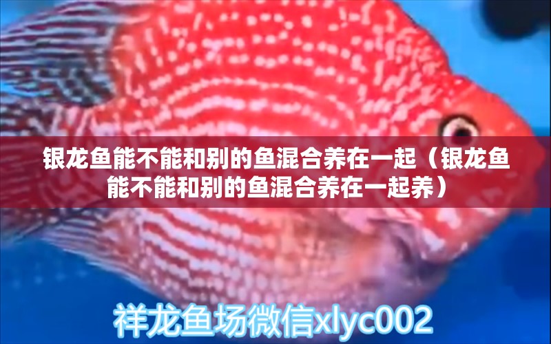 銀龍魚能不能和別的魚混合養(yǎng)在一起（銀龍魚能不能和別的魚混合養(yǎng)在一起養(yǎng)） 銀龍魚