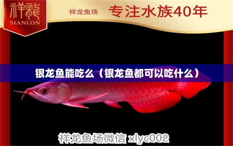 銀龍魚(yú)能吃么（銀龍魚(yú)都可以吃什么） 銀龍魚(yú)