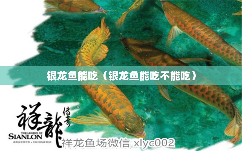 銀龍魚能吃（銀龍魚能吃不能吃） 觀賞魚批發(fā)