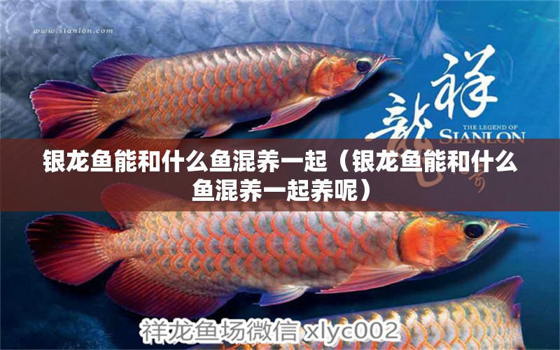 銀龍魚能和什么魚混養(yǎng)一起（銀龍魚能和什么魚混養(yǎng)一起養(yǎng)呢） 銀龍魚