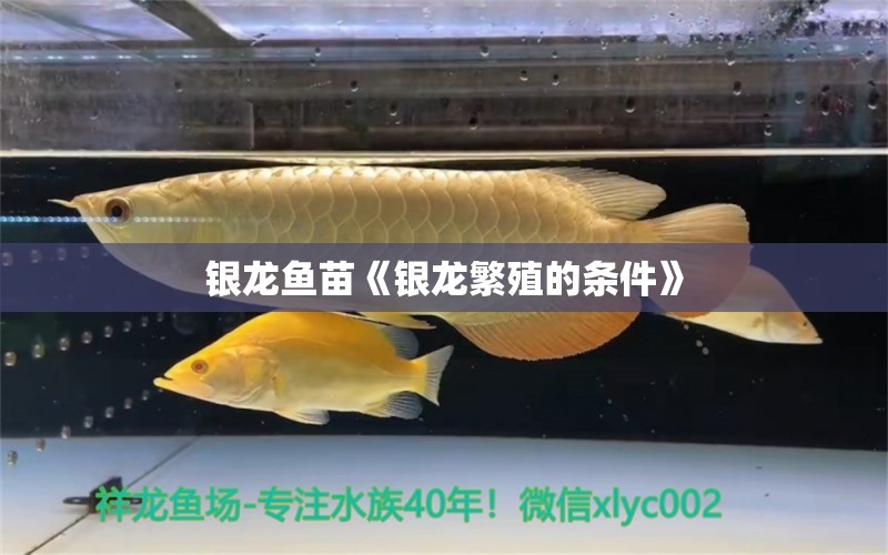 銀龍魚苗《銀龍繁殖的條件》 銀龍魚