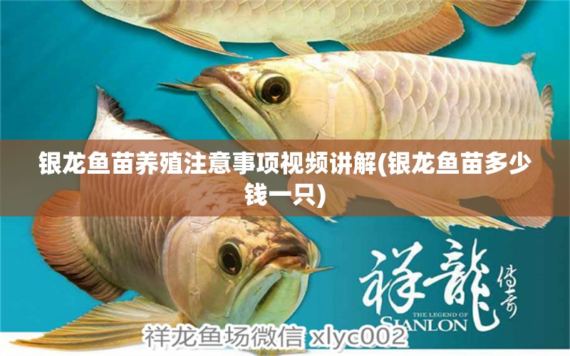 銀龍魚苗養(yǎng)殖注意事項(xiàng)視頻講解(銀龍魚苗多少錢一只) 銀龍魚