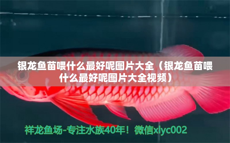 銀龍魚苗喂什么最好呢圖片大全（銀龍魚苗喂什么最好呢圖片大全視頻） 銀龍魚