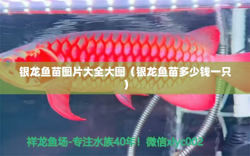 銀龍魚苗圖片大全大圖（銀龍魚苗多少錢一只） 銀龍魚