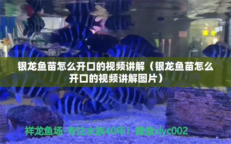 銀龍魚苗怎么開口的視頻講解（銀龍魚苗怎么開口的視頻講解圖片）