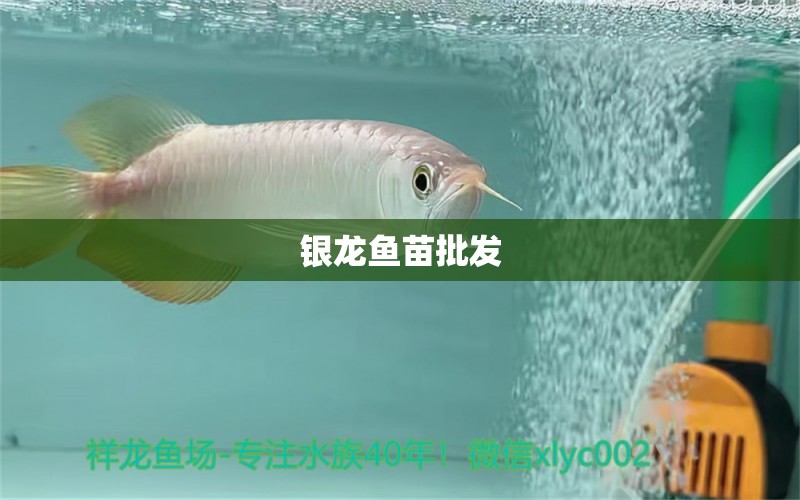 銀龍魚苗批發(fā) 銀龍魚