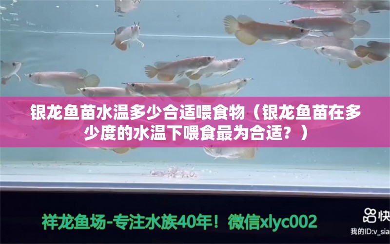 銀龍魚苗水溫多少合適喂食物（銀龍魚苗在多少度的水溫下喂食最為合適？） 水族問答 第1張