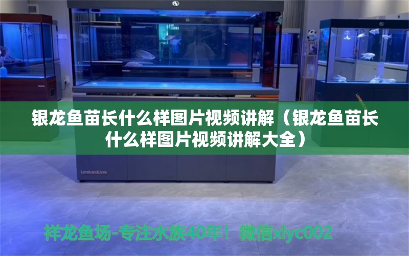 銀龍魚苗長什么樣圖片視頻講解（銀龍魚苗長什么樣圖片視頻講解大全） 銀龍魚