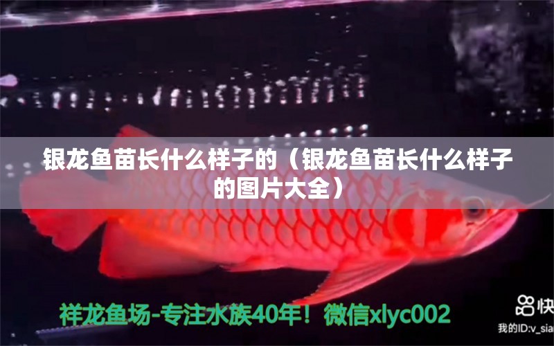 銀龍魚苗長什么樣子的（銀龍魚苗長什么樣子的圖片大全）