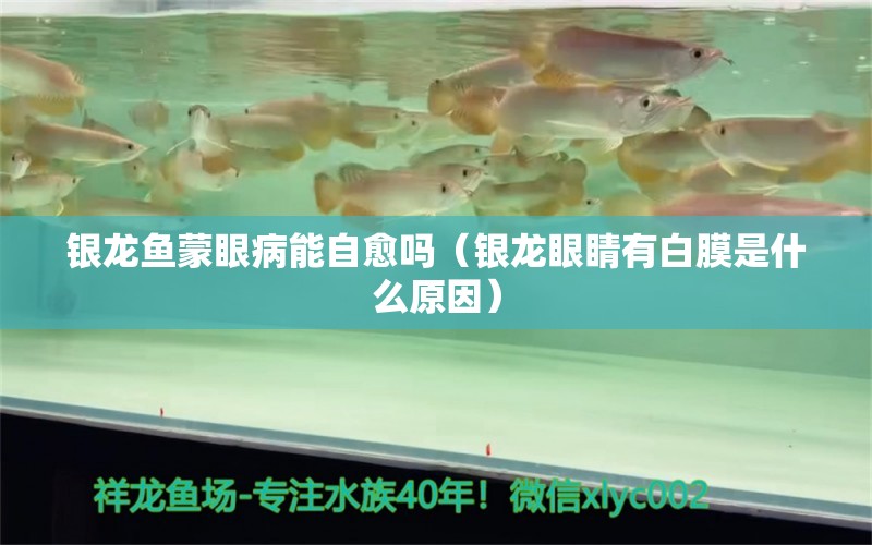 銀龍魚蒙眼病能自愈嗎（銀龍眼睛有白膜是什么原因） 銀龍魚