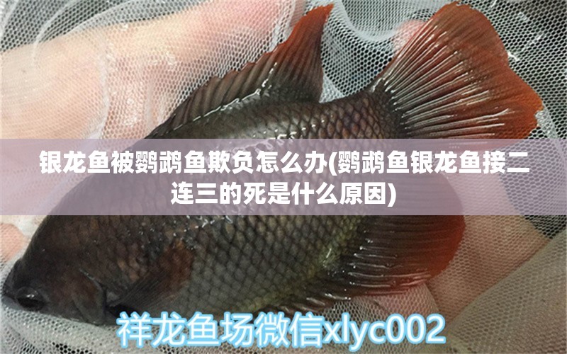 銀龍魚被鸚鵡魚欺負怎么辦(鸚鵡魚銀龍魚接二連三的死是什么原因) 鸚鵡魚