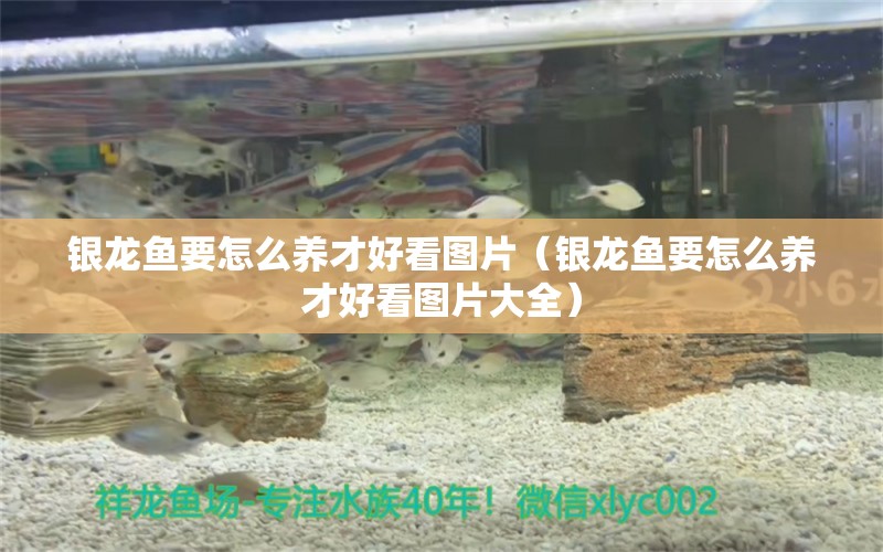 銀龍魚要怎么養(yǎng)才好看圖片（銀龍魚要怎么養(yǎng)才好看圖片大全） 銀龍魚