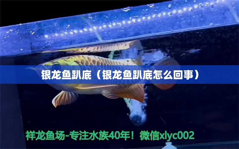 銀龍魚趴底（銀龍魚趴底怎么回事） 銀龍魚