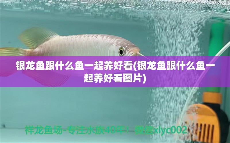 銀龍魚跟什么魚一起養(yǎng)好看(銀龍魚跟什么魚一起養(yǎng)好看圖片) 銀龍魚