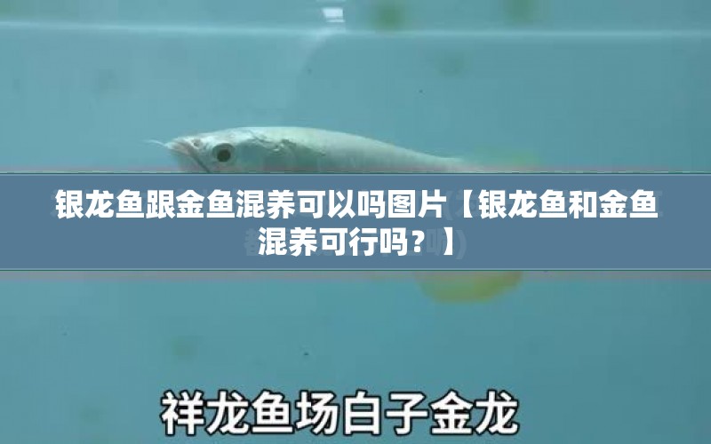 銀龍魚跟金魚混養(yǎng)可以嗎圖片【銀龍魚和金魚混養(yǎng)可行嗎？】 水族問答 第1張