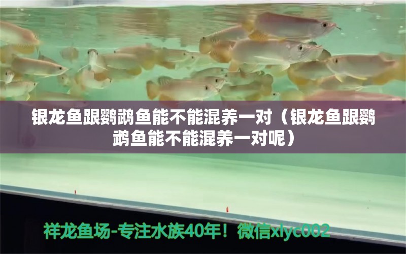 銀龍魚(yú)跟鸚鵡魚(yú)能不能混養(yǎng)一對(duì)（銀龍魚(yú)跟鸚鵡魚(yú)能不能混養(yǎng)一對(duì)呢） 鸚鵡魚(yú)