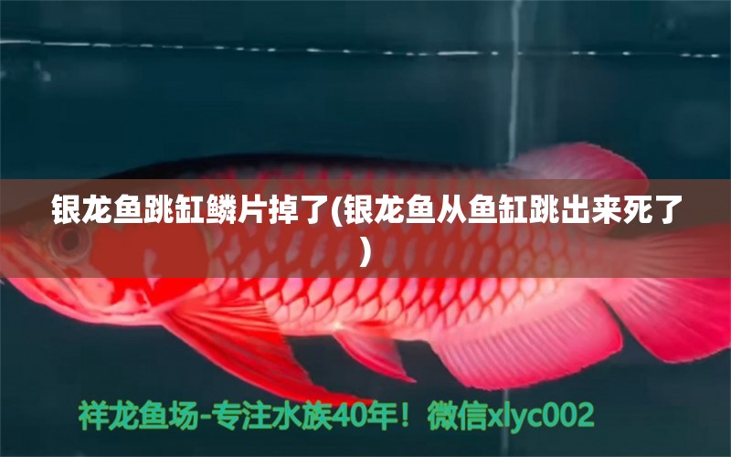 銀龍魚跳缸鱗片掉了(銀龍魚從魚缸跳出來(lái)死了) 銀龍魚