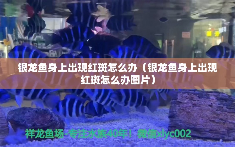 銀龍魚身上出現(xiàn)紅斑怎么辦（銀龍魚身上出現(xiàn)紅斑怎么辦圖片）