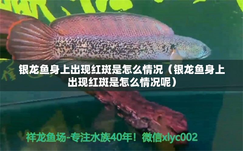 銀龍魚身上出現(xiàn)紅斑是怎么情況（銀龍魚身上出現(xiàn)紅斑是怎么情況呢）