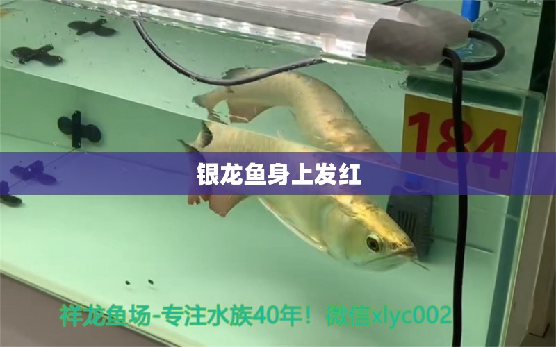 銀龍魚(yú)身上發(fā)紅