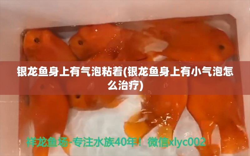 銀龍魚身上有氣泡粘著(銀龍魚身上有小氣泡怎么治療) 銀龍魚