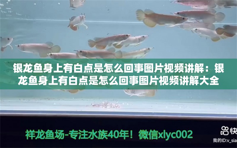 銀龍魚(yú)身上有白點(diǎn)是怎么回事圖片視頻講解：銀龍魚(yú)身上有白點(diǎn)是怎么回事圖片視頻講解大全 銀龍魚(yú)