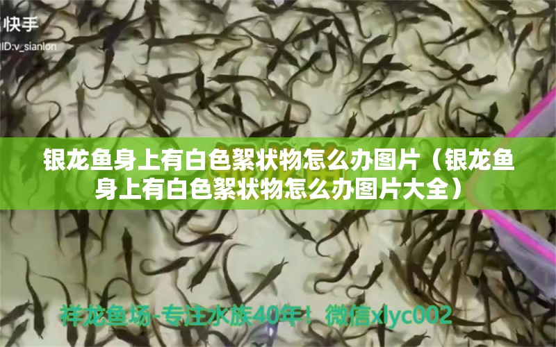 銀龍魚身上有白色絮狀物怎么辦圖片（銀龍魚身上有白色絮狀物怎么辦圖片大全） 銀龍魚