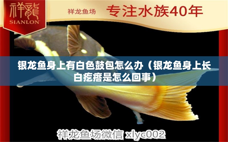 銀龍魚(yú)身上有白色鼓包怎么辦（銀龍魚(yú)身上長(zhǎng)白疙瘩是怎么回事） 銀龍魚(yú)