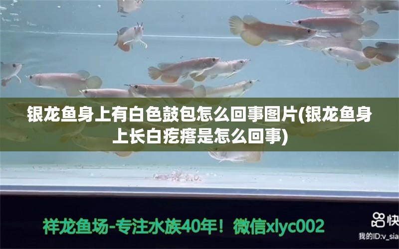 銀龍魚身上有白色鼓包怎么回事圖片(銀龍魚身上長(zhǎng)白疙瘩是怎么回事) 銀龍魚