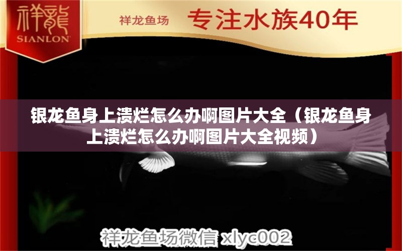 銀龍魚身上潰爛怎么辦啊圖片大全（銀龍魚身上潰爛怎么辦啊圖片大全視頻）