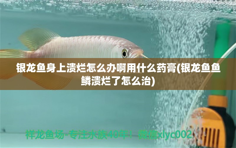 銀龍魚身上潰爛怎么辦啊用什么藥膏(銀龍魚魚鱗潰爛了怎么治) 銀龍魚百科 第1張