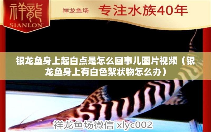 銀龍魚(yú)身上起白點(diǎn)是怎么回事兒圖片視頻（銀龍魚(yú)身上有白色絮狀物怎么辦） 藍(lán)底過(guò)背金龍魚(yú)