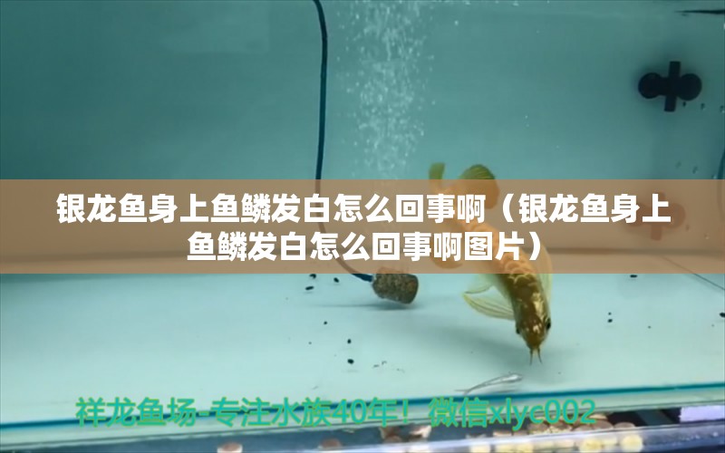 銀龍魚身上魚鱗發(fā)白怎么回事?。ㄣy龍魚身上魚鱗發(fā)白怎么回事啊圖片） 銀龍魚