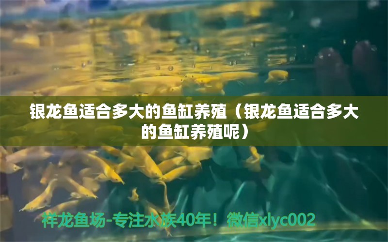 銀龍魚(yú)適合多大的魚(yú)缸養(yǎng)殖（銀龍魚(yú)適合多大的魚(yú)缸養(yǎng)殖呢）